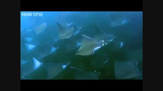 پرواز سفره ماهی ها برفراز دریای کورتز