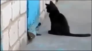 نجات سگ توسط گربه