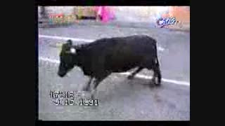 خنده دار کشتی 2گاو