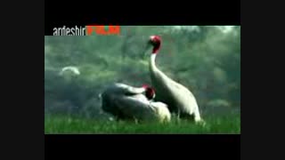 حرف زدن حیوانات خنده دار خیلی جالبه حتما ببینید