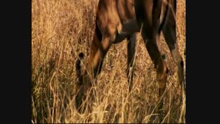 شگفتیهای جهان