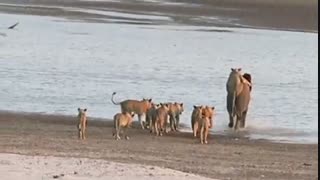 حمله شیرها به فیل