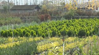 نهالستان پیام سبز تالش