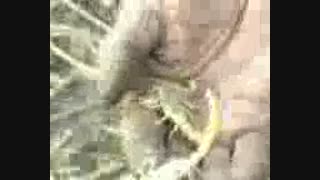 علمی این مرد افغانی فقط خزندگان را می خورد