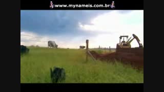 لانه موریانه (کلونی )