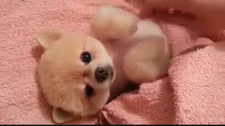 ناز کردن حیوان خانگی