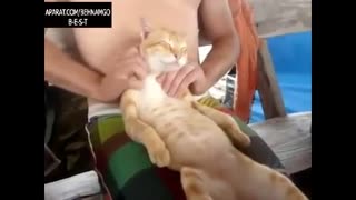 چه حالی میکنه گربه  با مشت و مال