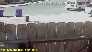 وقتی یک گربه کودک را از دست سگ نجات میدهد