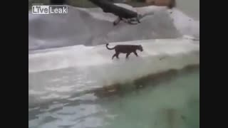 شکار غاز ماده توسط پلنگ برفی