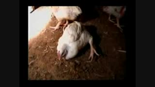 پشت صحنه ی آنچه که می خوریم. - مرغ