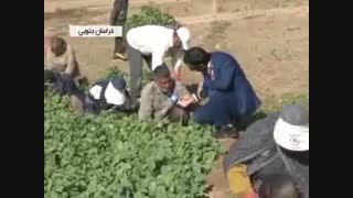 برداشت انواع سبزیجات در خراسان جنوبی