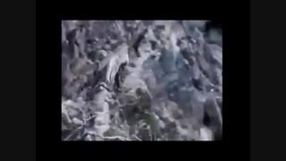 فیلم/ 10شکار برتر در حیات وحش