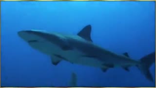 نجات سگ توسط دلفین