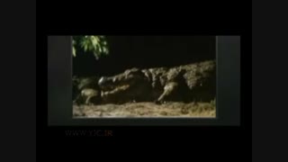 جدال عجیب حیوانات وحشی بر سر غذا