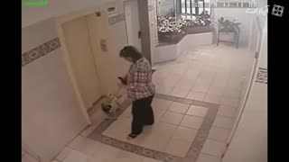 خوش شانس ترین سگ دنیا