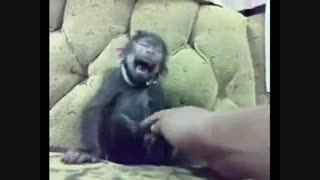 قلقلک میمون