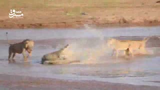 لقمه بزرگتر از دهان