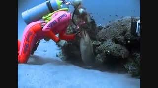 مارماهی ای که مثل گربه ملوسه