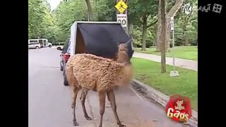 دوربین مخفی5