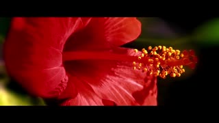 عطر سفیر - باغ های گل عطر کریستین دیور. گل هیبیسکوس یا بامیه