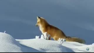 شکار کردن روباه در زیر برف