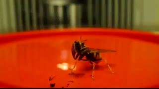 یه نوع حشره عجیب که نصف پایین تنش زنبور و نصب بالا تنش آخوندک