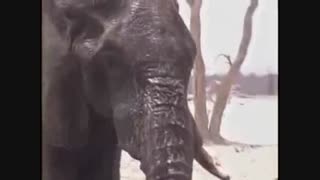 شکار فیل توسط شیر ها منبع  در ویدئو