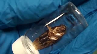 اکسید سوسک با پتاسیم کلرات