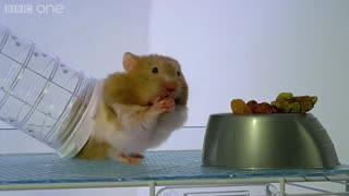 ببینید چطور موش غذا ها رو تو لپ های خودش جا می ده و جابجاشون می کنه