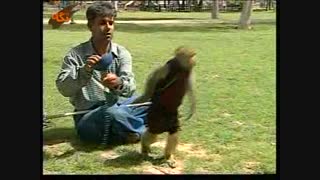 شیرین کاری میمون منبع در ویدئو