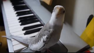 آواز خواندن عروس هلندی به همراه نواختن پیانو