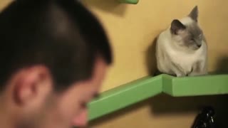 این مرد خانه اش را به شهر بازی گربه هایش تبدیل کرد