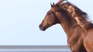 عطر سفیر - عطر زنانه و مردانه ویاژ دو هرمس ادو پرفیوم