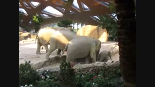 افتادن بچه فیل و کمک کردن پدر و مادر بچه فیل برای بلند کردنش