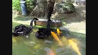 غذا دادن دو تا قو به ماهی ها