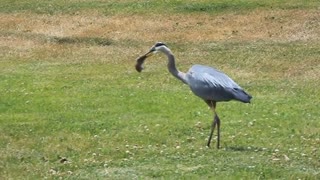 نحوه شکار کردن حواصیل و بلعیدن یکباره شکار