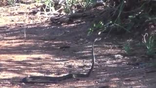 مبارزه مار زهردار مقابل خدنگ