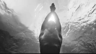 عطر سفیر - تبلیغ زیبای عطر مردانه آکوا دی جوی