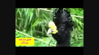 مدل مو پرنده