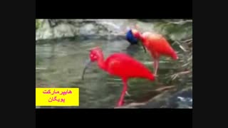 پرنده قشنگ و دیده نشده