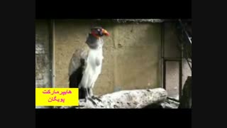 پرنده زیبا