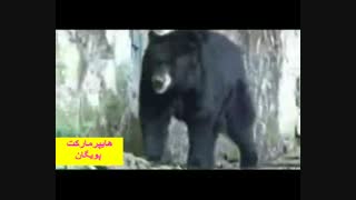 خرس کوهی زیبا