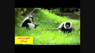 میمون پاندا