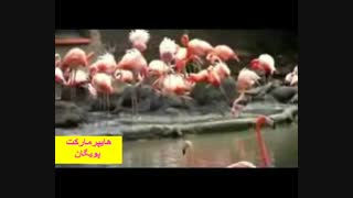 دسته فلامینگو