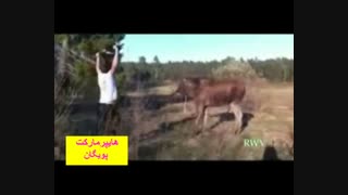 طنز حیوان آزاری