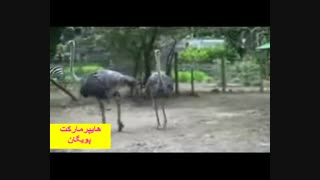 دو شترمرغ زیبا