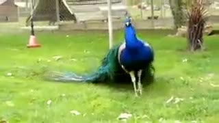 ی