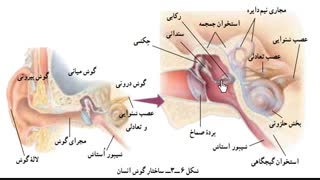 گوش