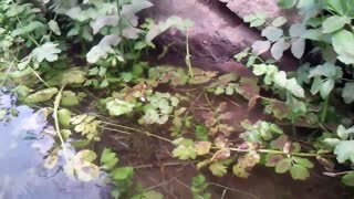 کچومثقال-کوچه باغ
