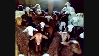 ارتباط انسان و حیوان